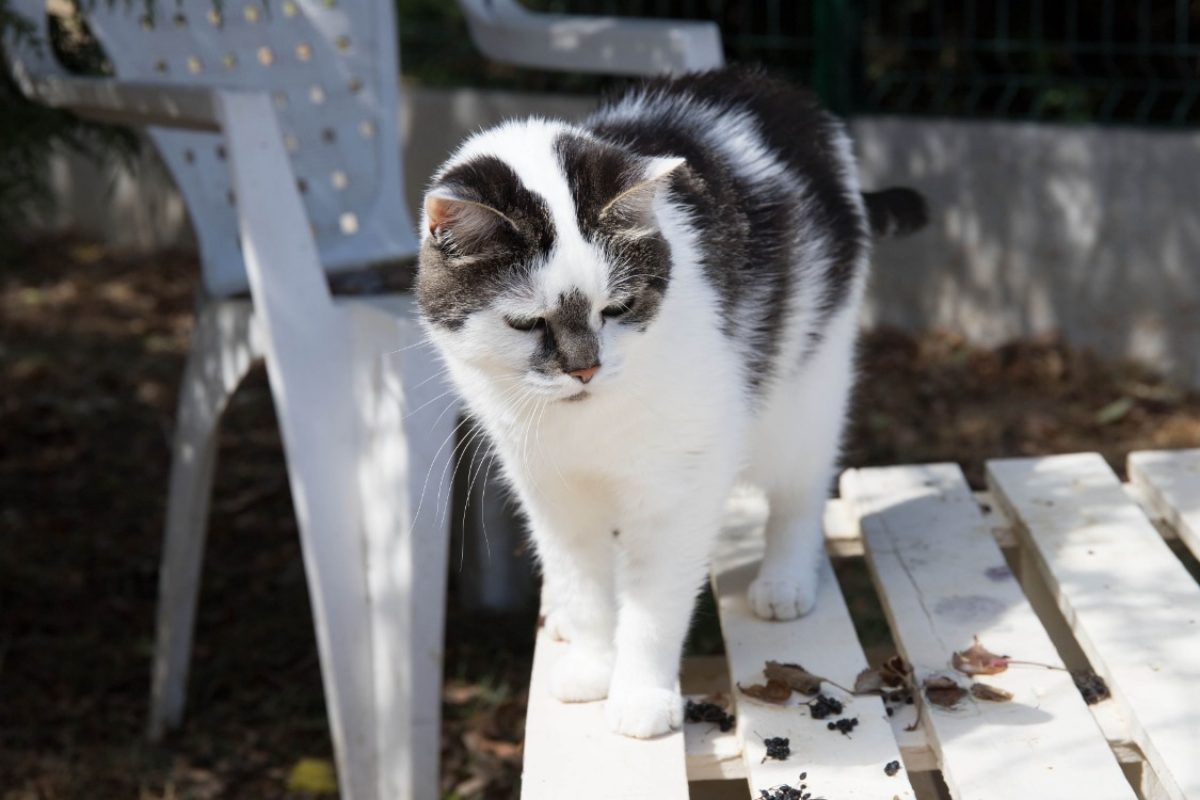 Jasmine - Chat Européen à adopter - photo 4