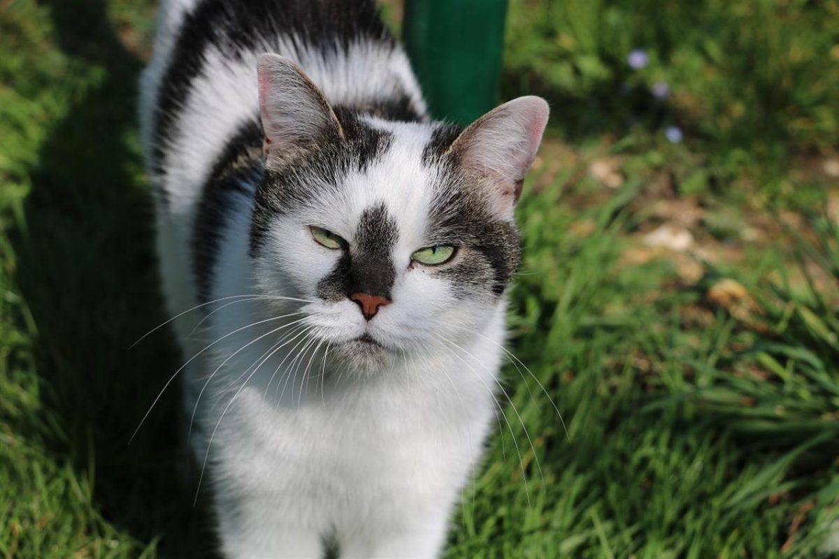 Jasmine - Chat Européen à adopter - photo 5