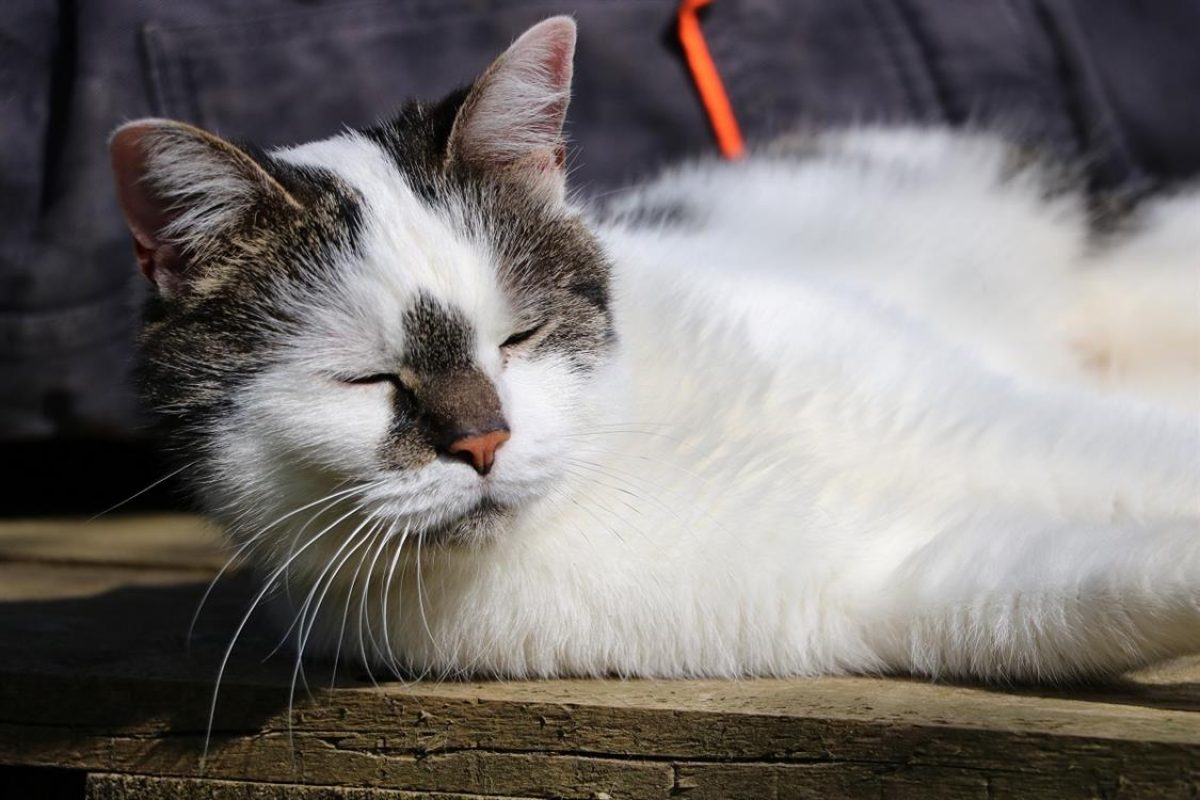 Jasmine - Chat Européen à adopter - photo 6