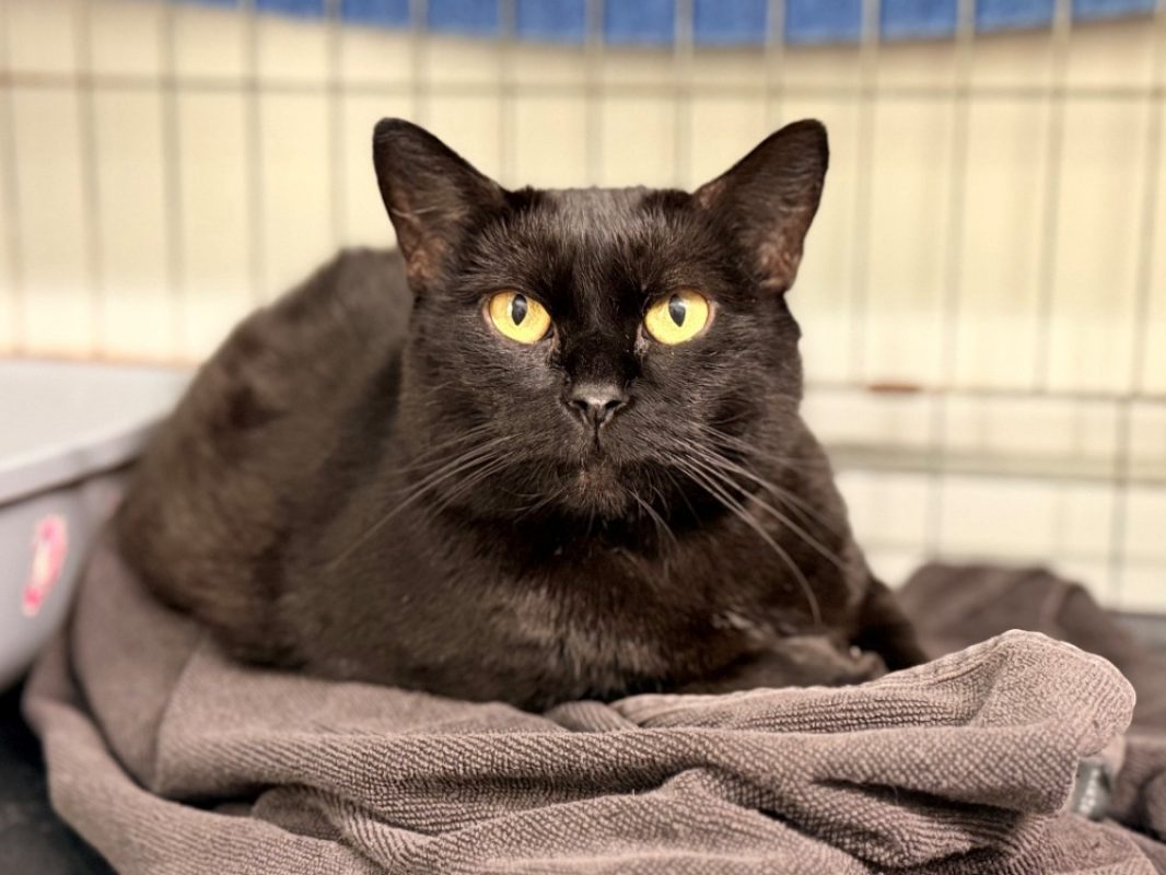 Goums - Chat Européen à adopter