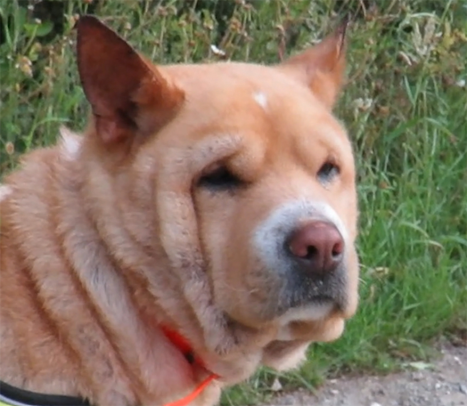 Photo de Shiro