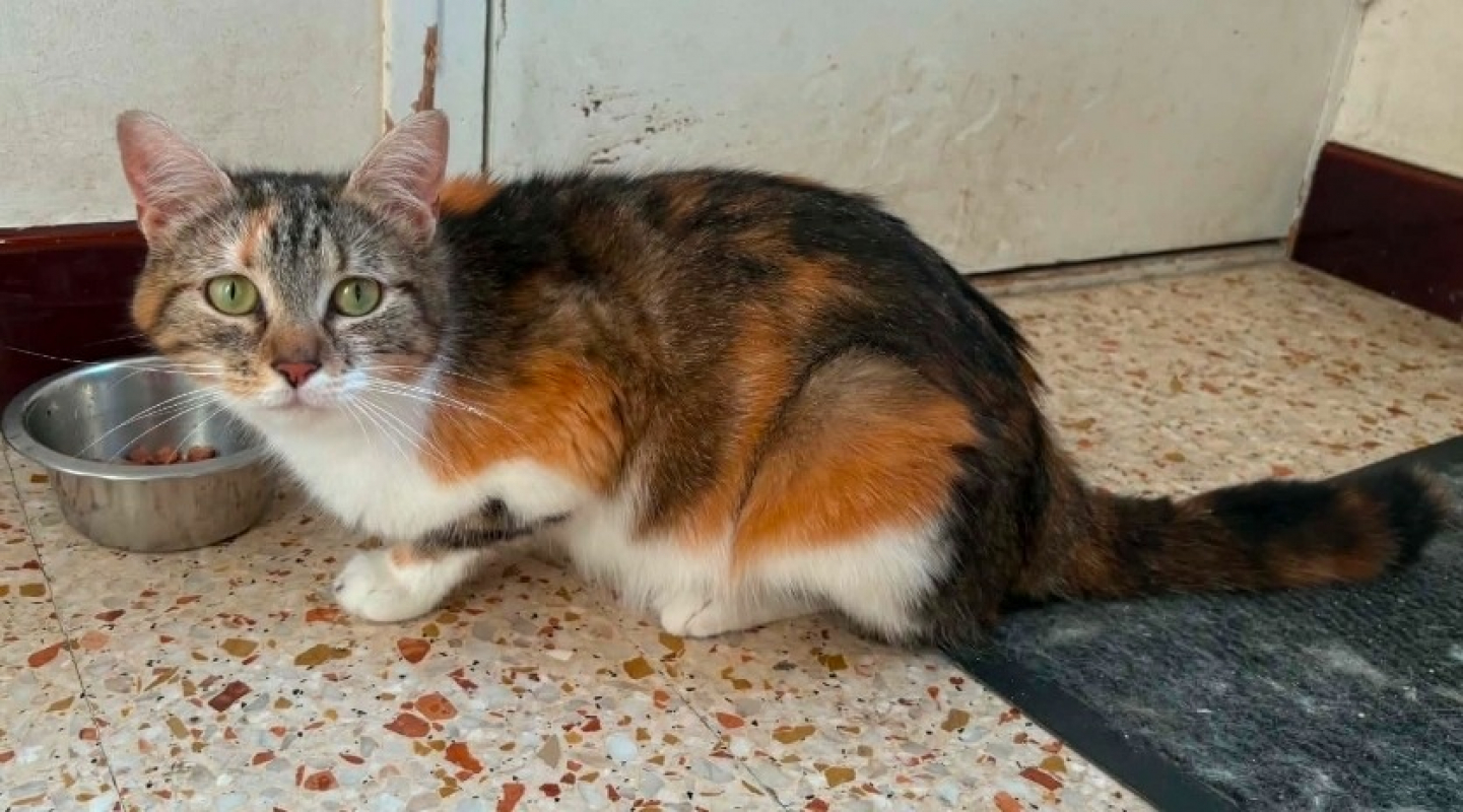 Photo de Melba