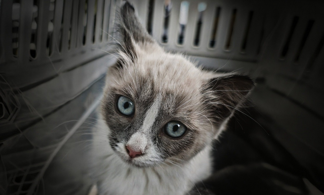 Photo de Pocahontas