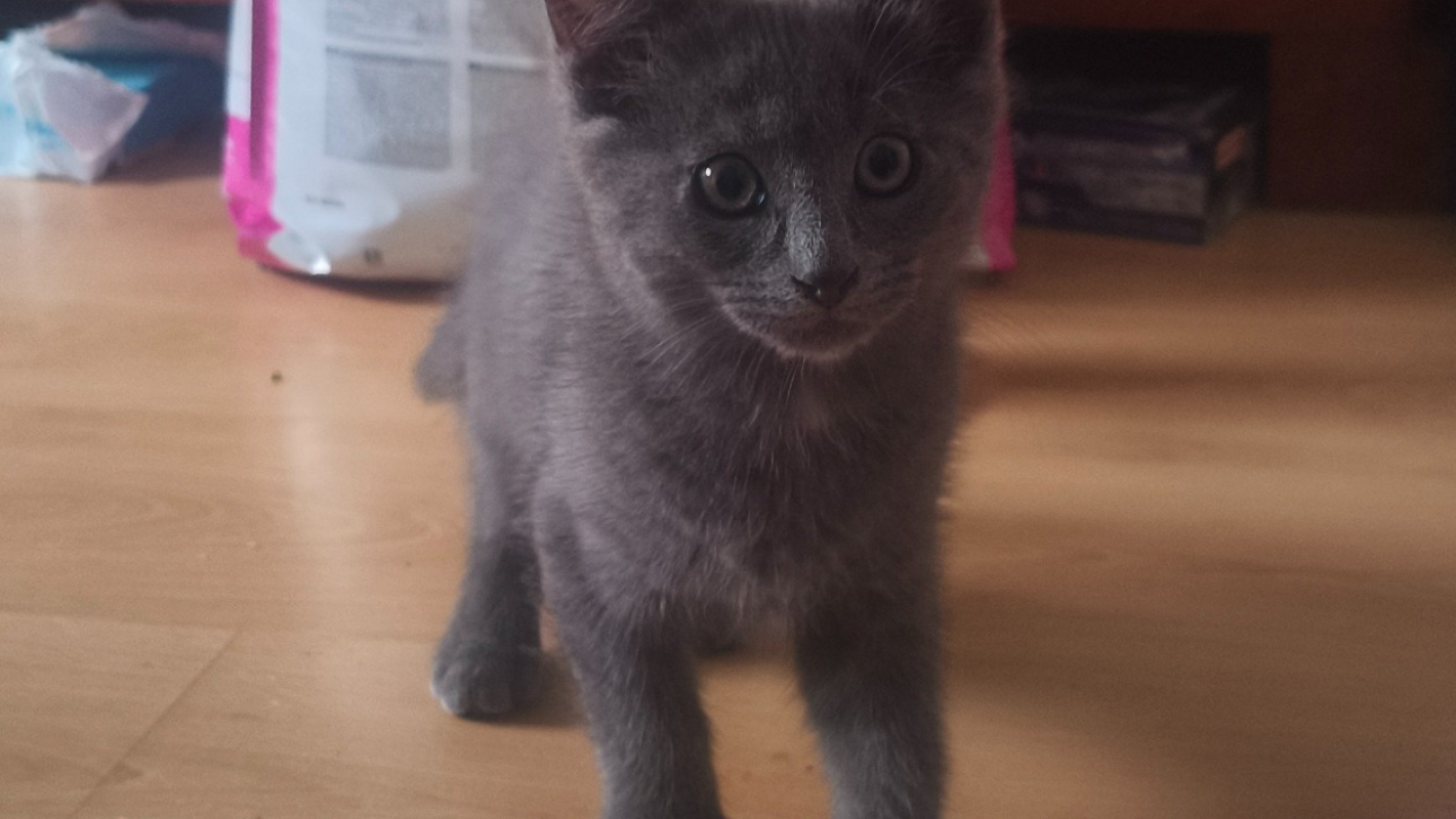 Photo #2 de Kuro
