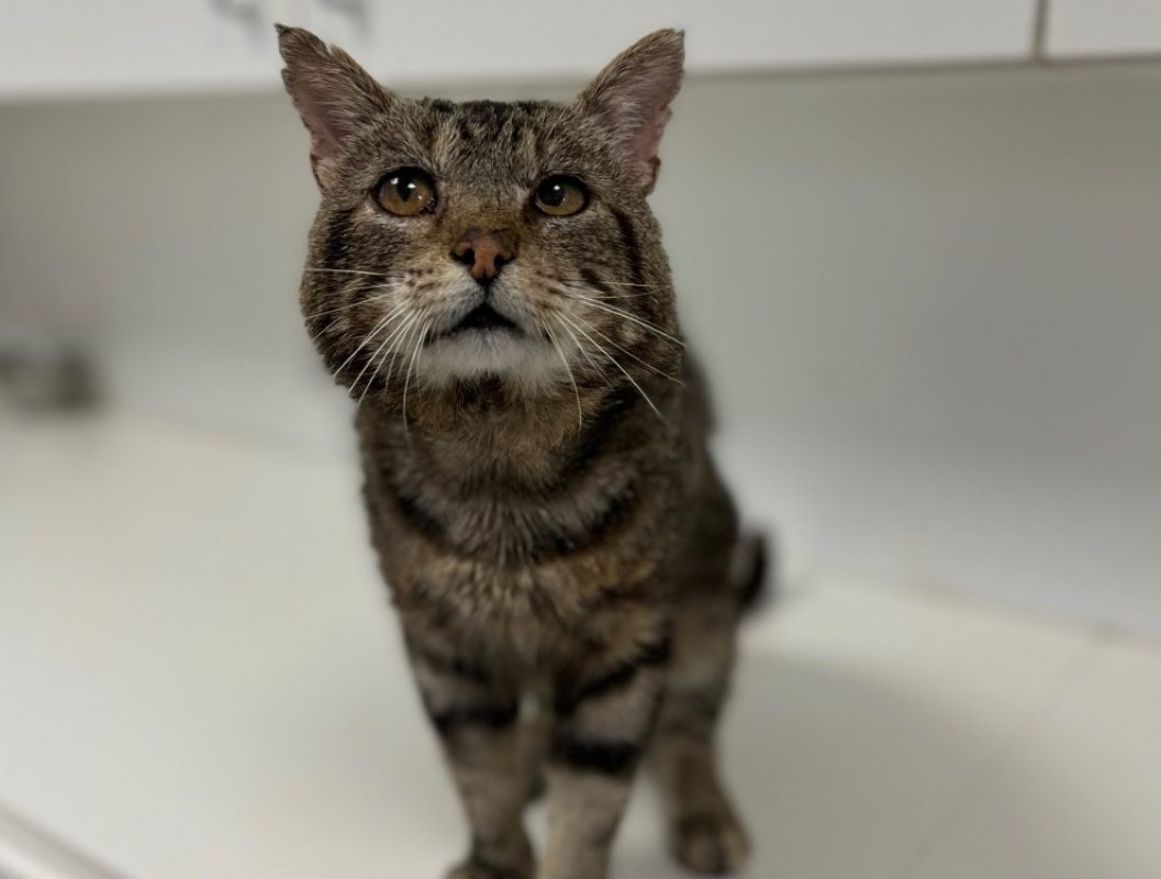 Simba - Chat Européen à adopter