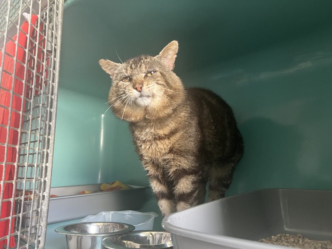 Simba - Chat Européen à adopter - photo 2