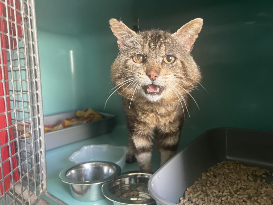 Simba - Chat Européen à adopter - photo 3