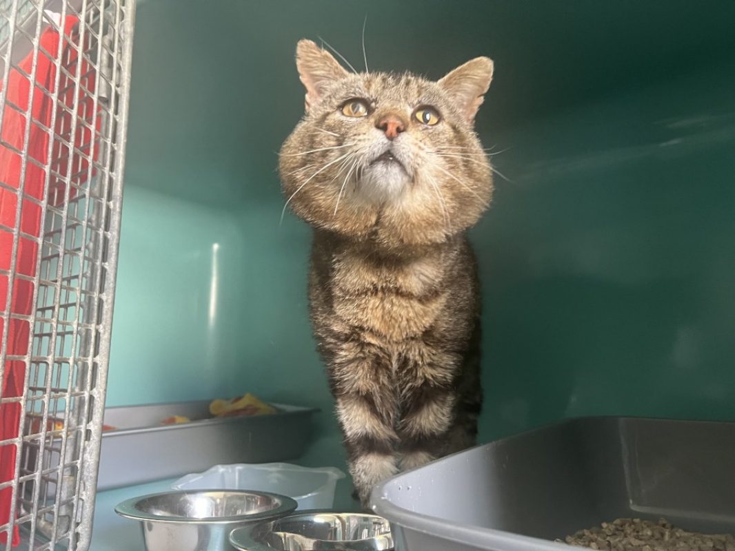 Simba - Chat Européen à adopter - photo 4