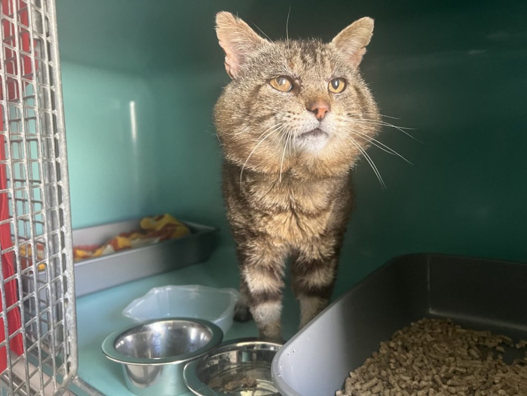 Simba - Chat Européen à adopter - photo 5