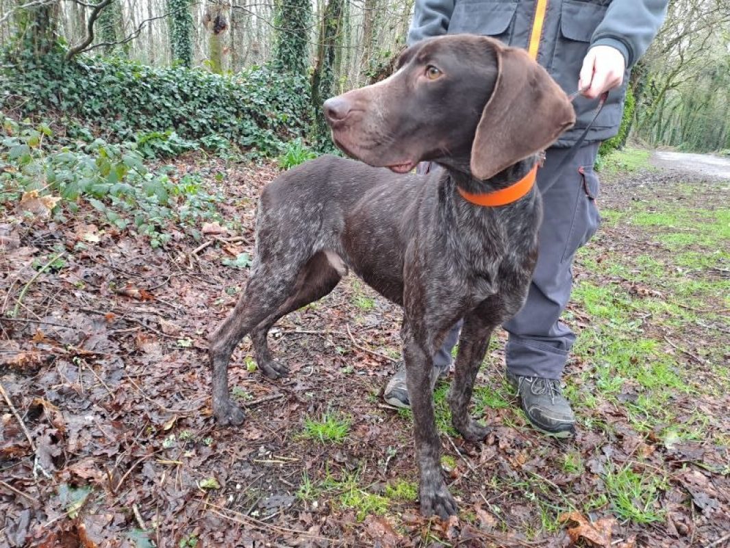 Réservé marcel - Chien Braque allemand à poil court à adopter