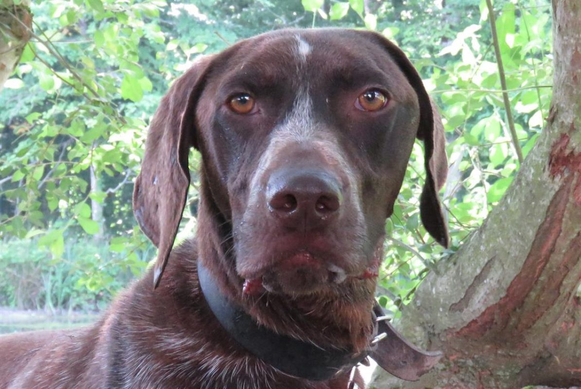 Réservé marcel - Chien Braque allemand à poil court à adopter - photo 3
