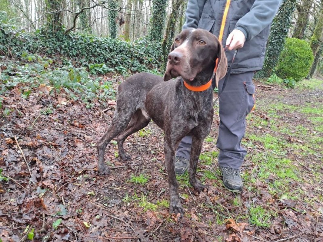 Réservé marcel - Chien Braque allemand à poil court à adopter - photo 4