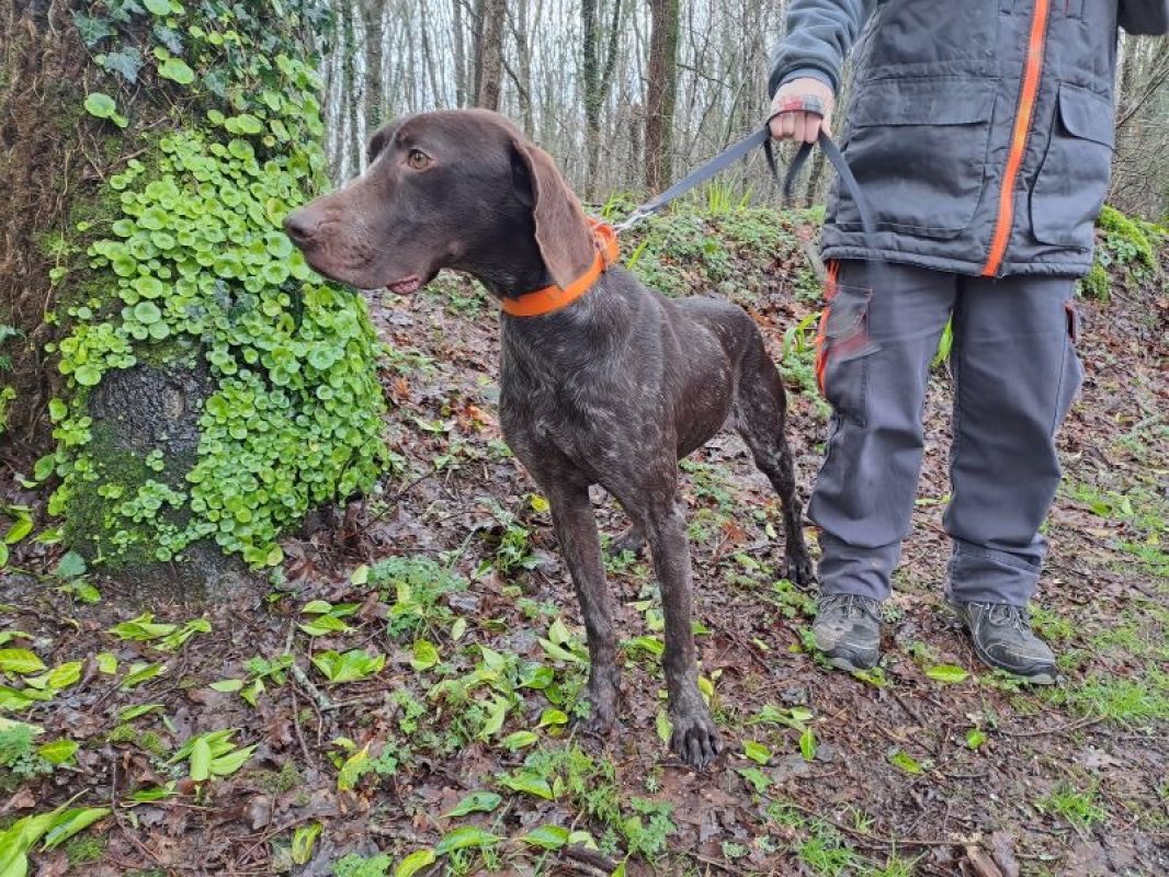 Réservé marcel - Chien Braque allemand à poil court à adopter - photo 5