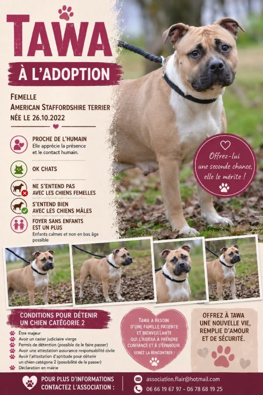 Tawa - Chien American-Staffordshire-Terrier à adopter