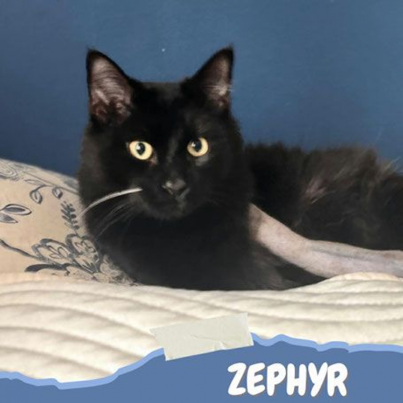 Photo #1 de Zephyr