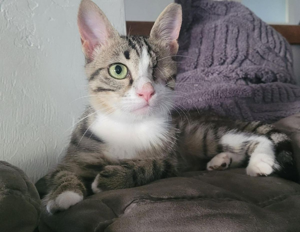 Photo #1 de Pebbles