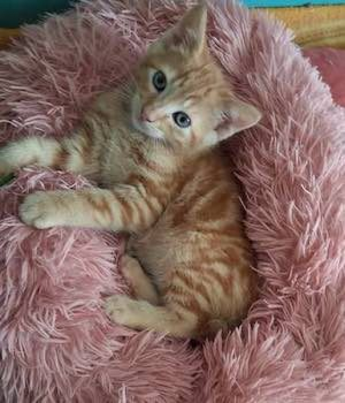 Photo de CITROUILLE