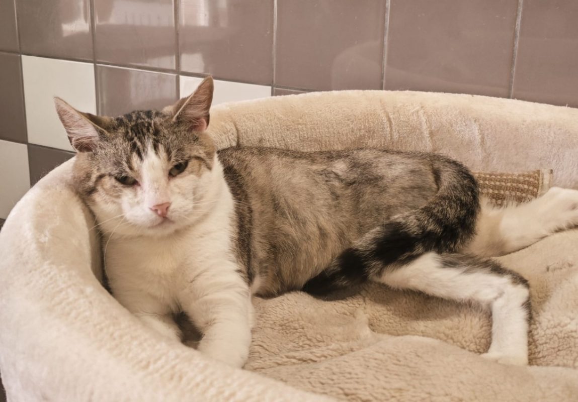Endive - Chat Européen à adopter