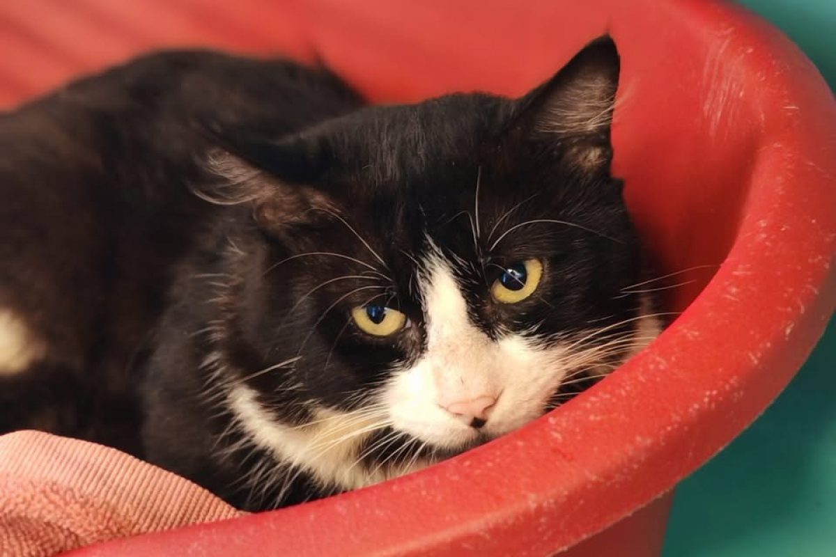 Fenouil - Chat Européen à adopter