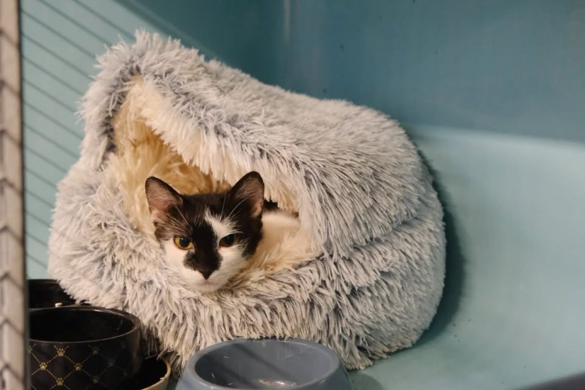 Chou de bruxelles - Chat Européen à adopter