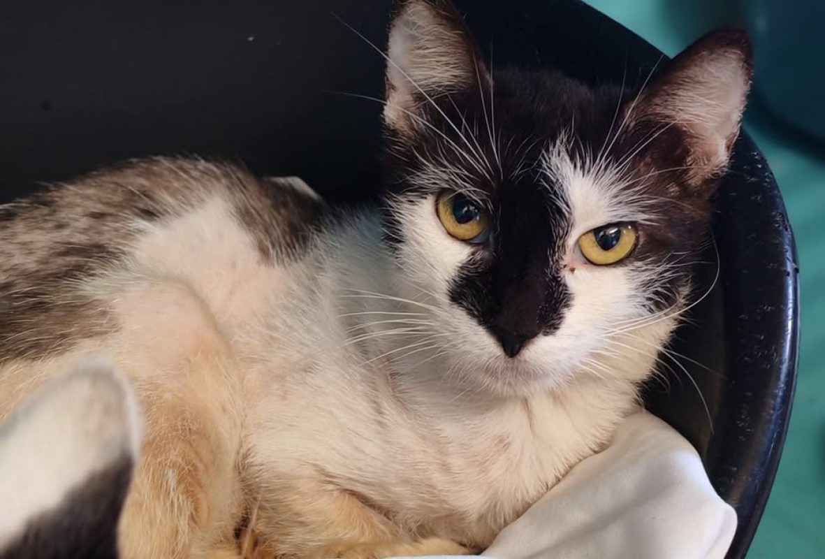 Chou de bruxelles - Chat Européen à adopter - photo 2