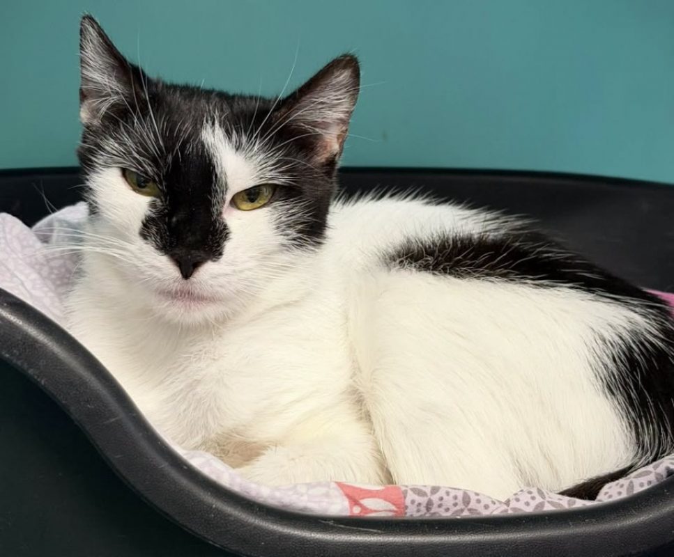 Chou de bruxelles - Chat Européen à adopter