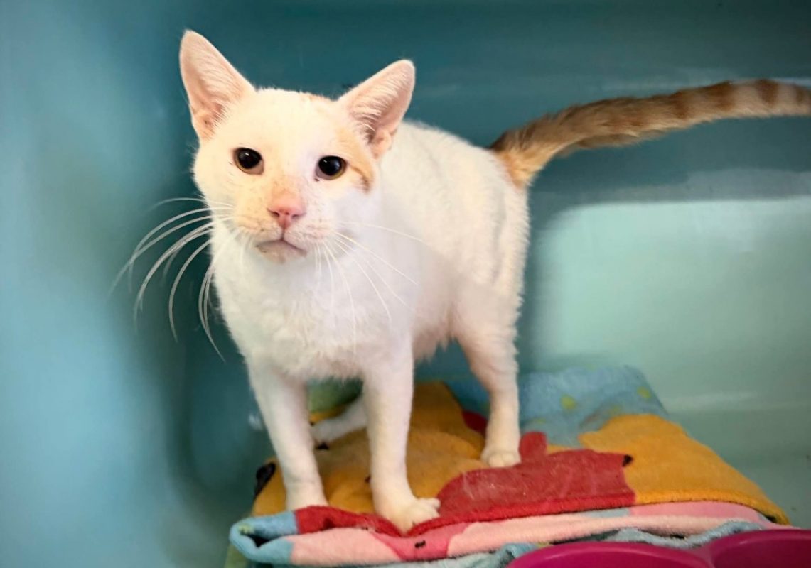 Romeo - Chat Européen à adopter