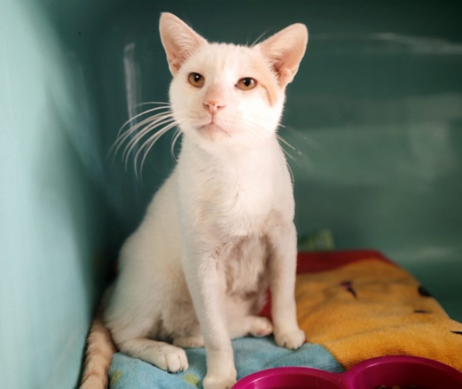 Romeo - Chat Européen à adopter - photo 2