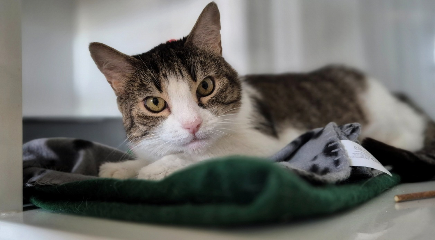 Photo #2 de Minette