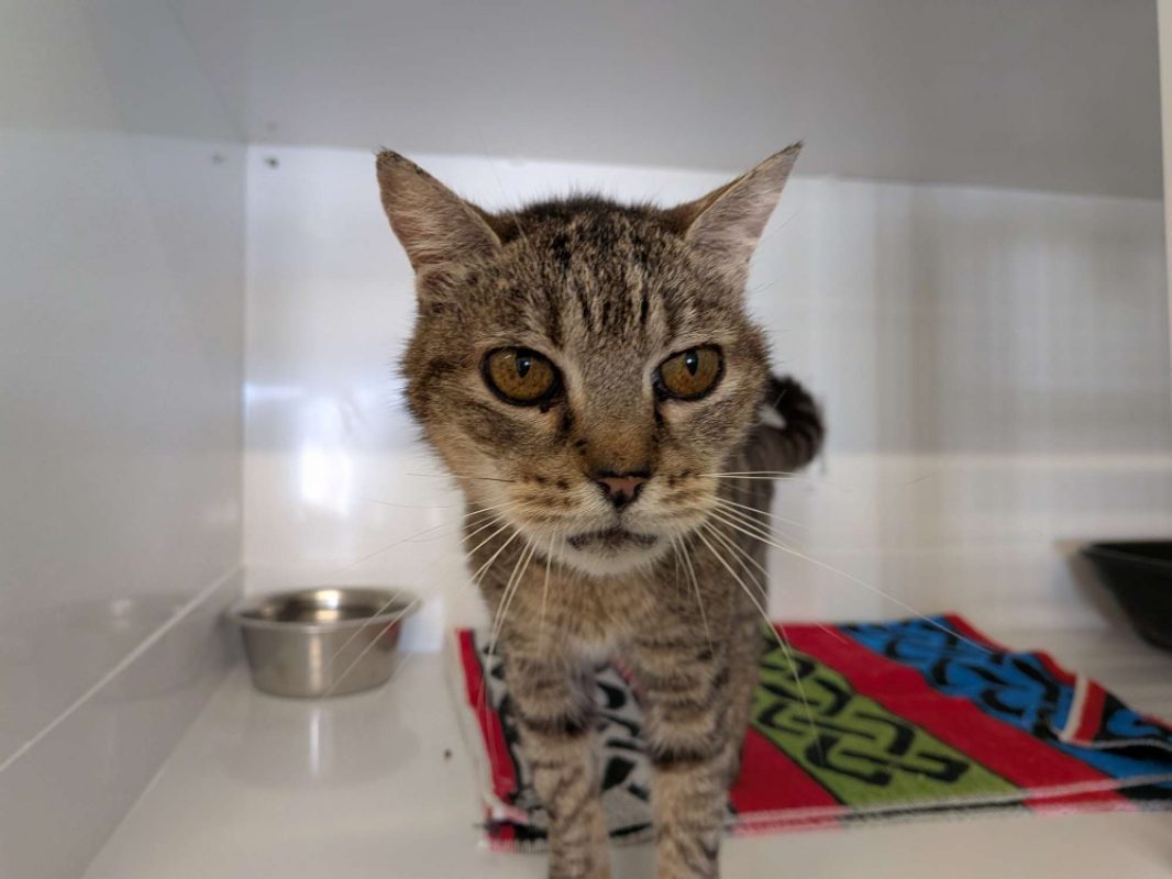 Grisou - Chat Européen à adopter