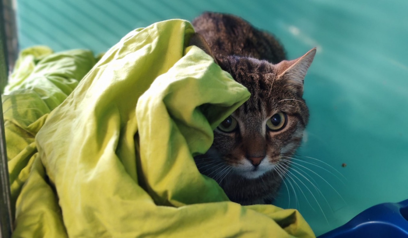 Photo de Tiki