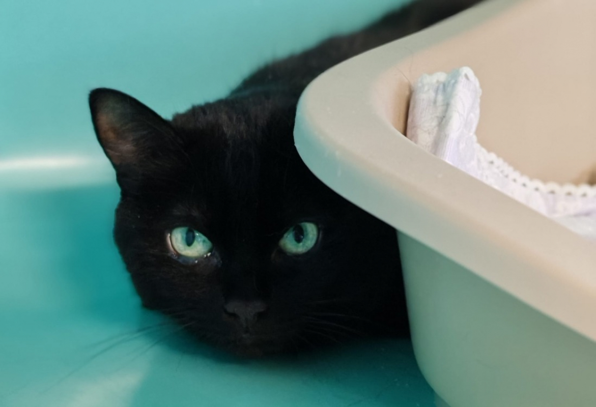 Photo de Djambalaya