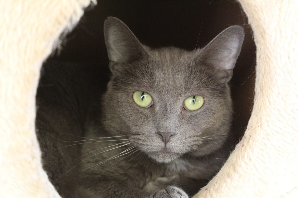 Adile - Chat Européen à adopter