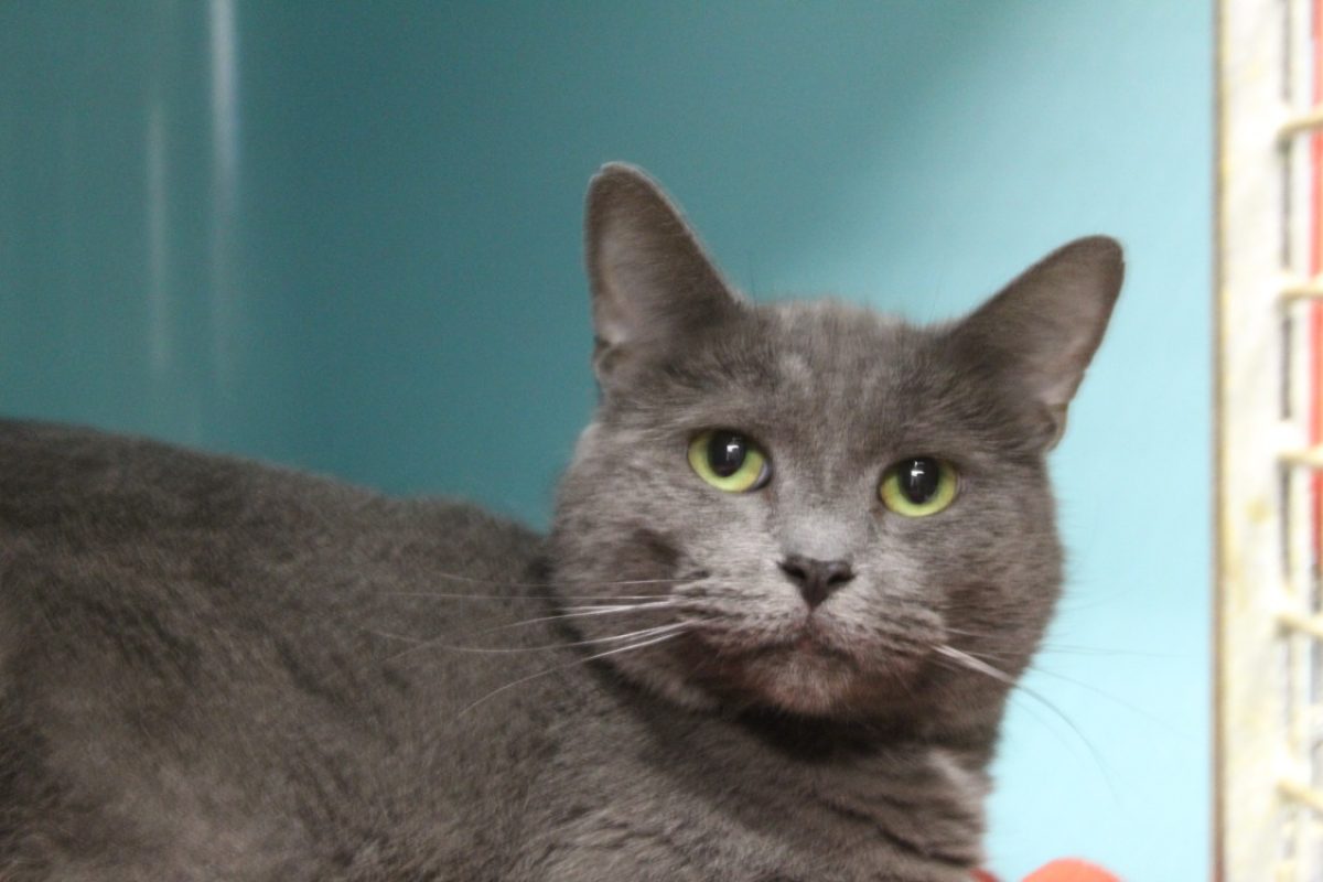 Adile - Chat Européen à adopter - photo 2
