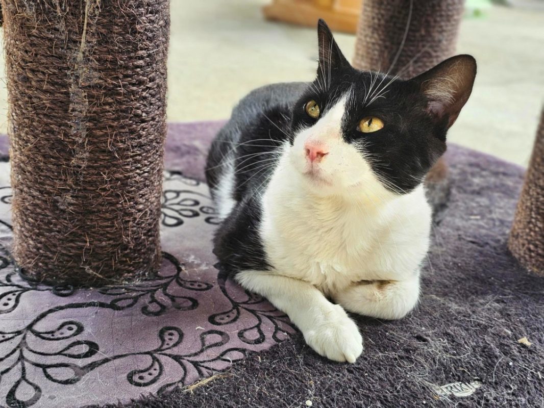 Nebraska - Chat Européen à adopter