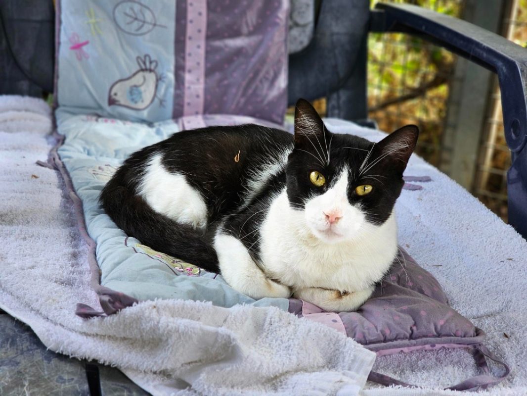 Nebraska - Chat Européen à adopter - photo 2