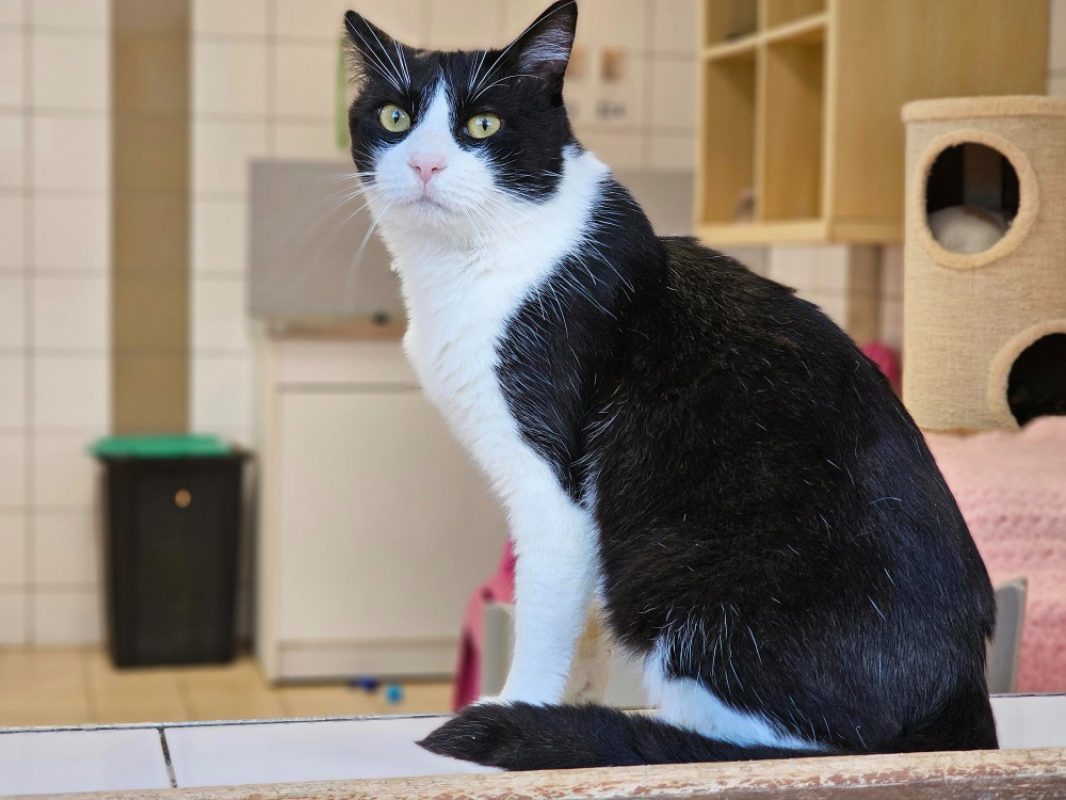 Nebraska - Chat Européen à adopter