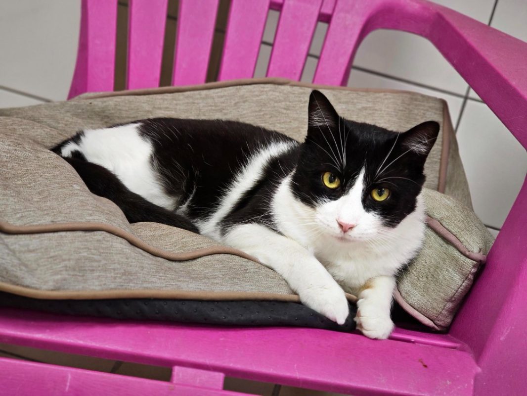 Nebraska - Chat Européen à adopter - photo 2