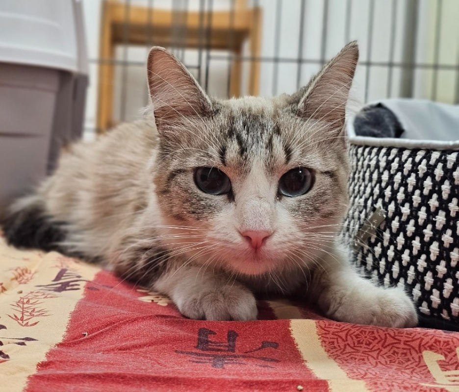 Photo de Luna