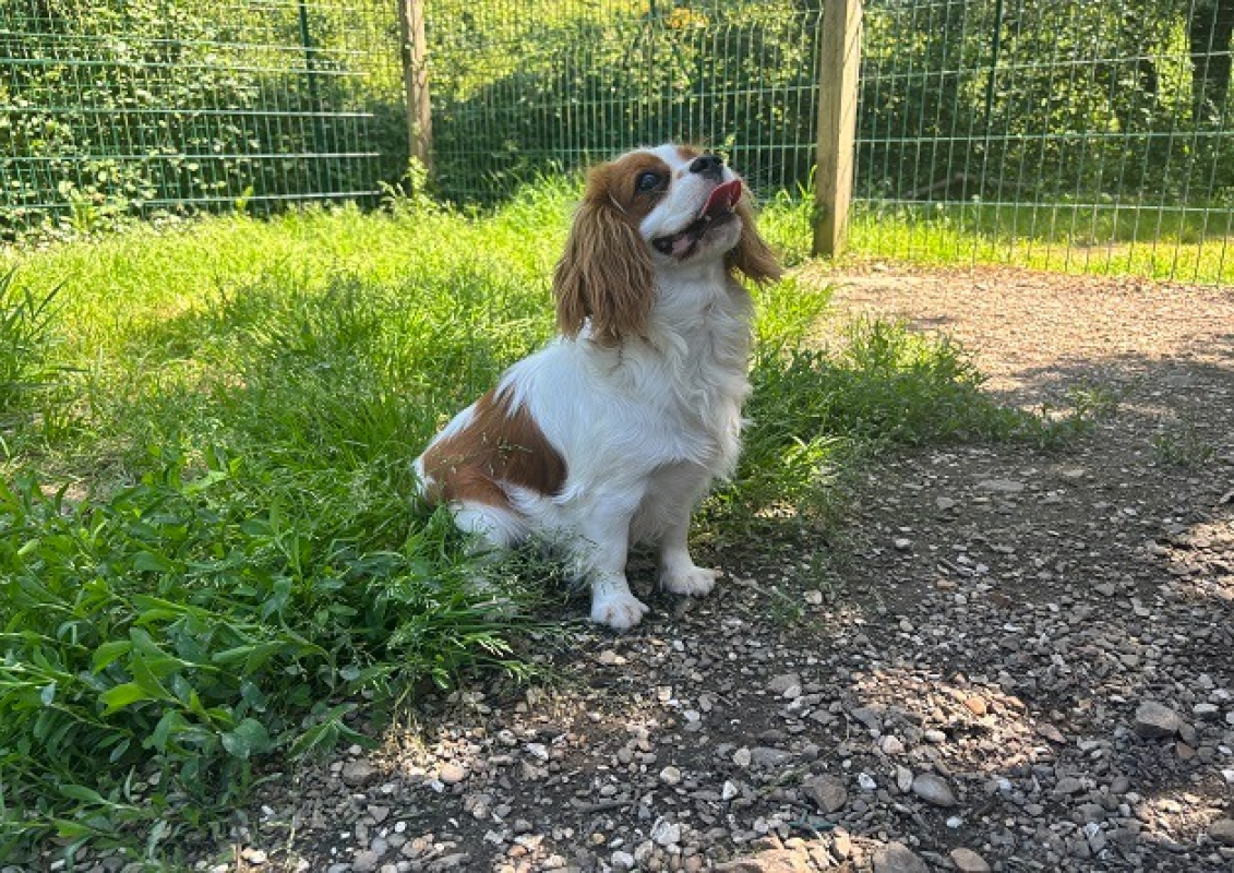 Photo #4 de Polly