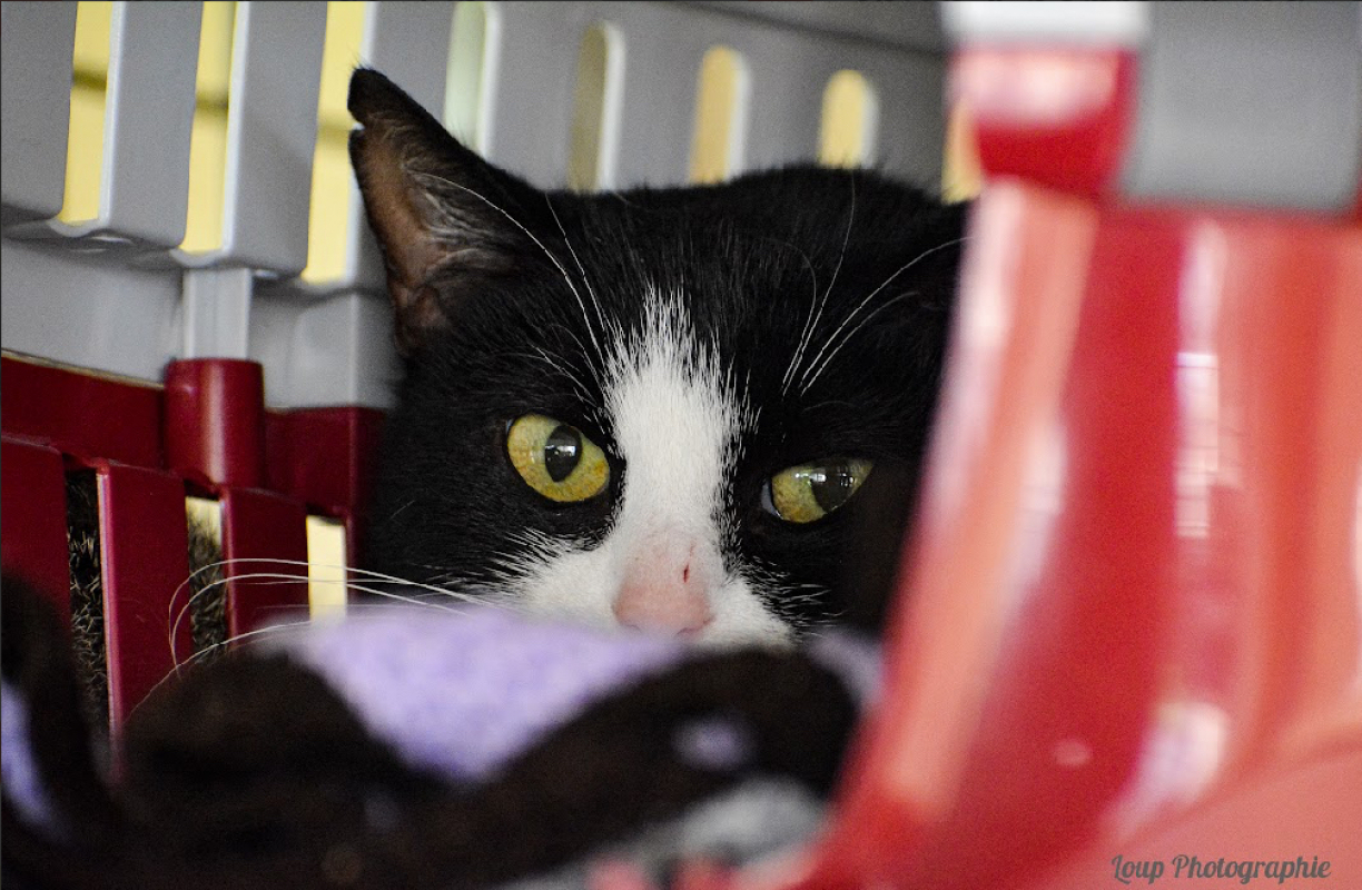 Photo #2 de Dicka qct