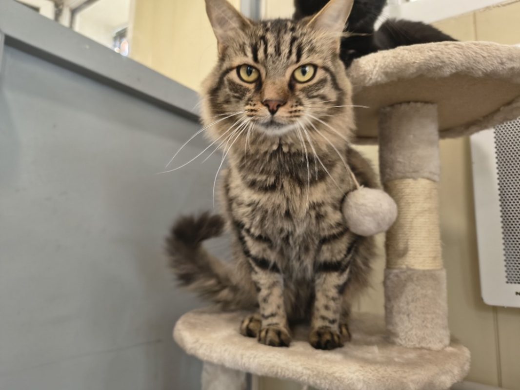 Sunny - Chat Européen à adopter