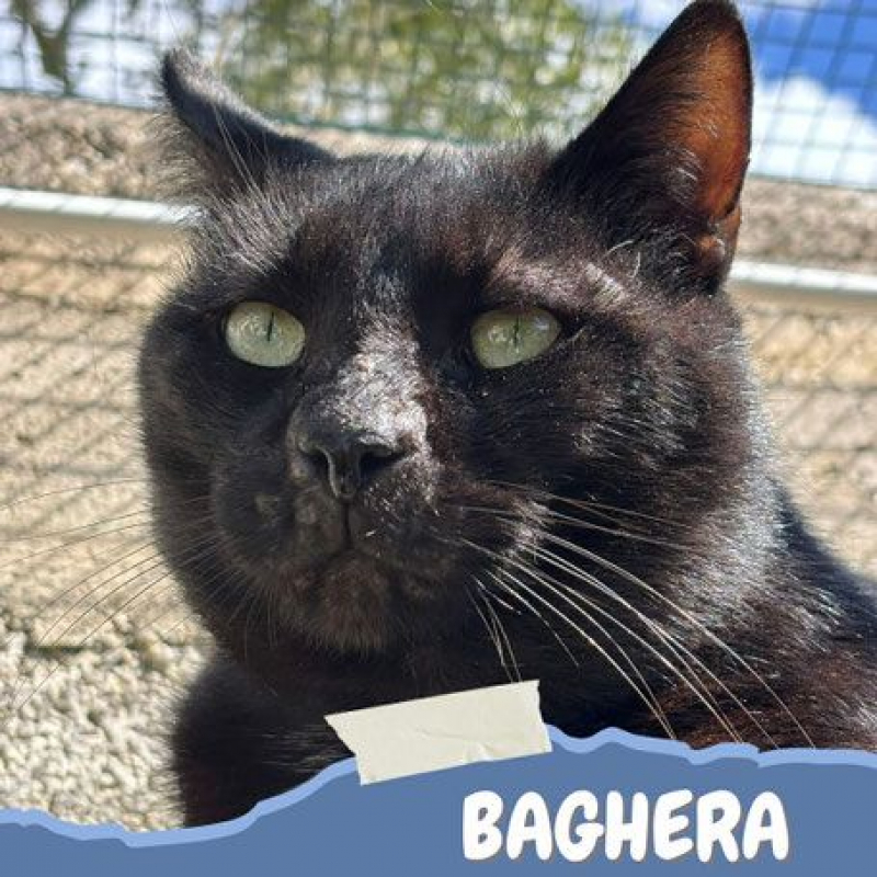 Photo #1 de Baghera