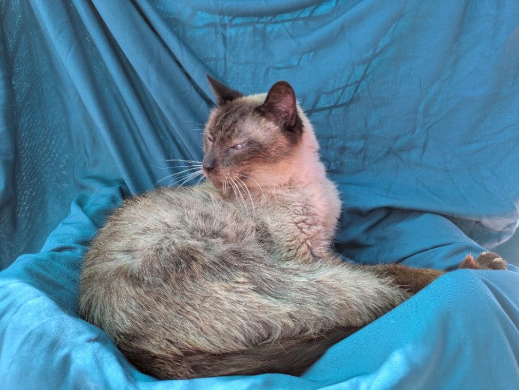 Sitelle - Chat Européen à adopter