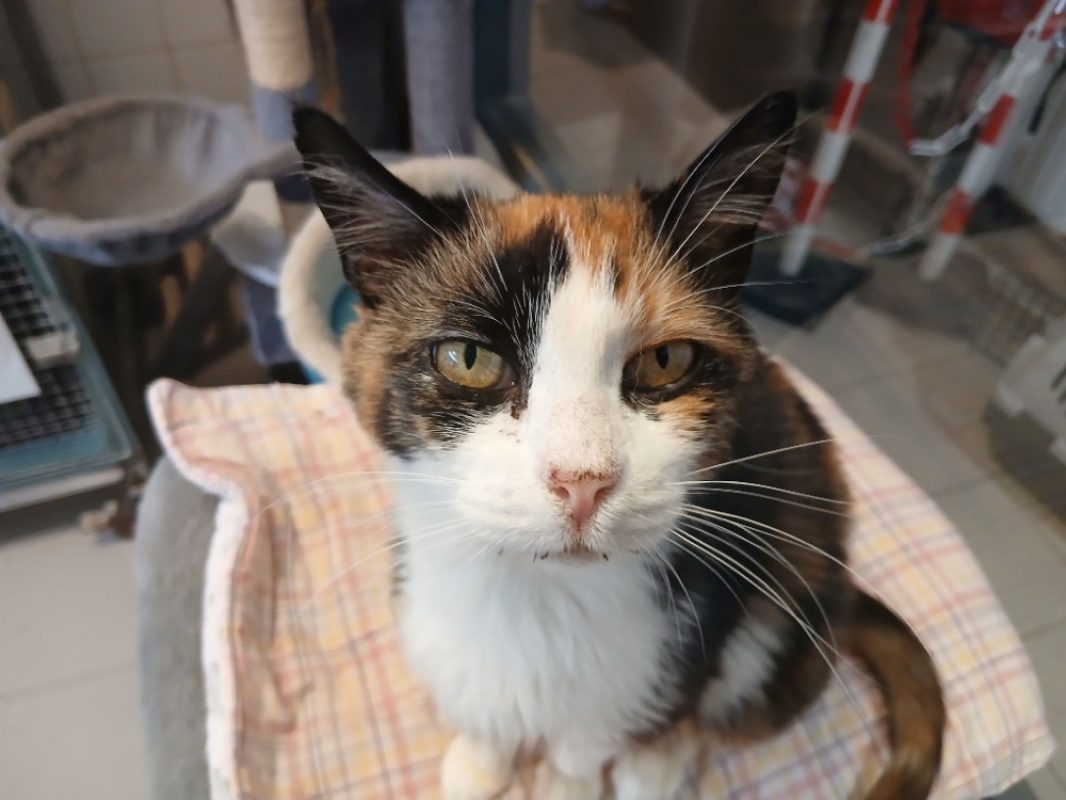 Peewee - Chat Européen à adopter