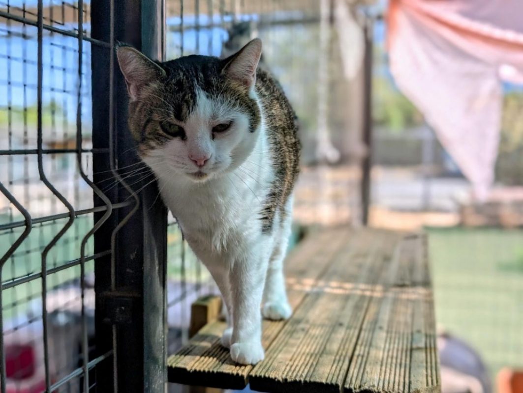 Nina - Chat Européen à adopter