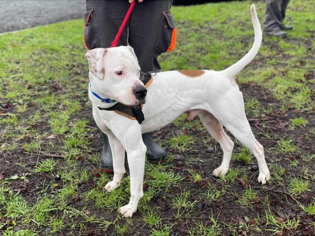 Christophe - Chien à adopter
