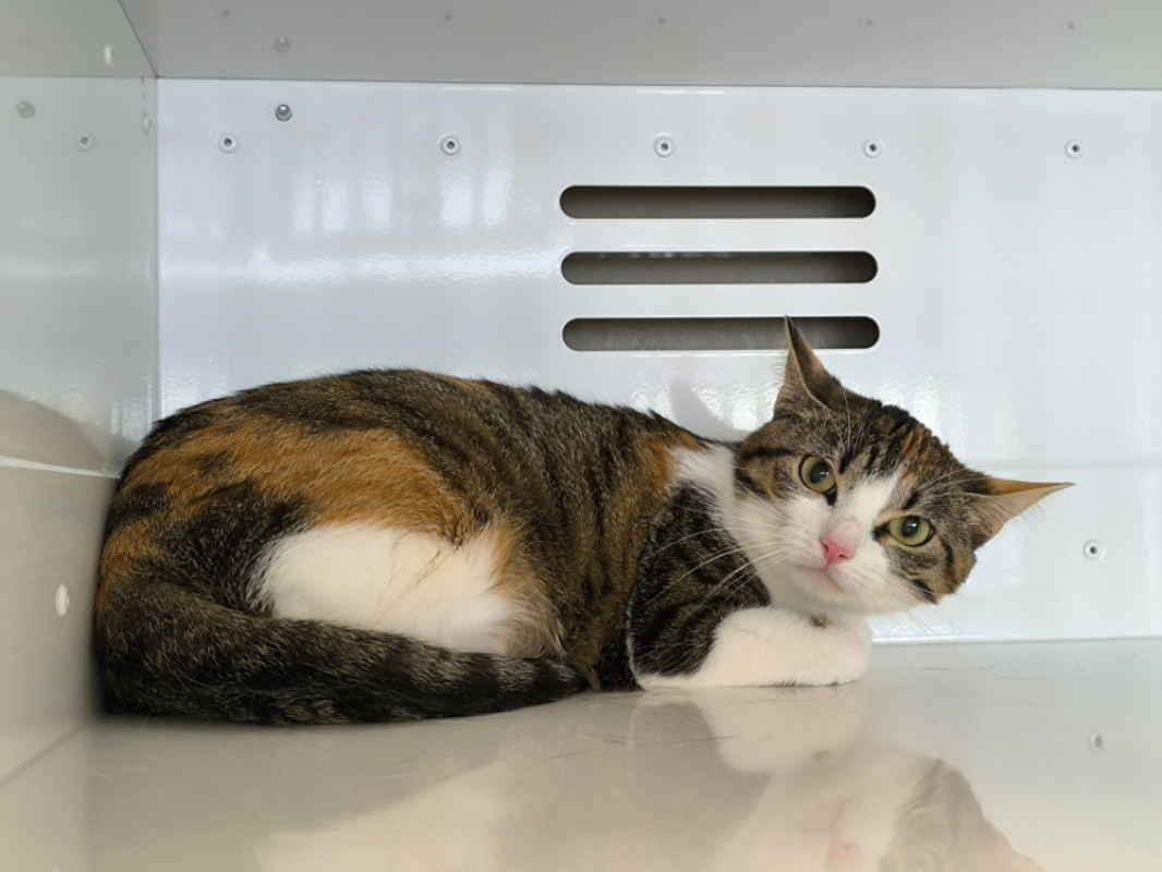 Photo de Nala
