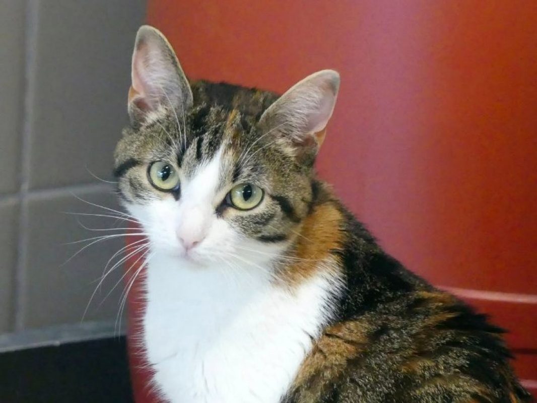 Nala - Chat Européen à adopter