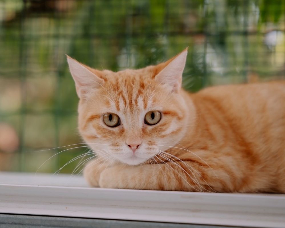 Fidji - Chat Européen à adopter